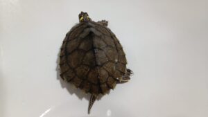 tortuga de agua