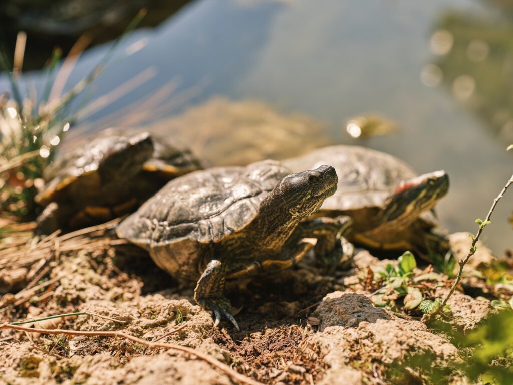 tortuga de agua