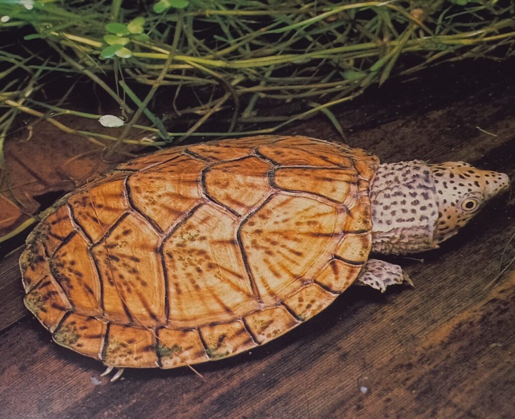 clasificación de las tortugas