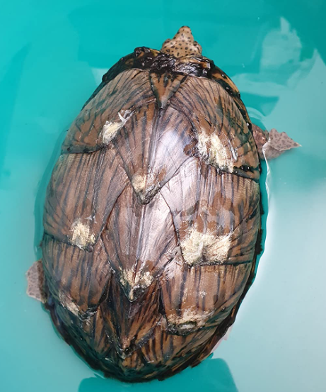 manchas blancas tortuga