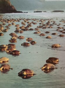 nidificación de las tortugas