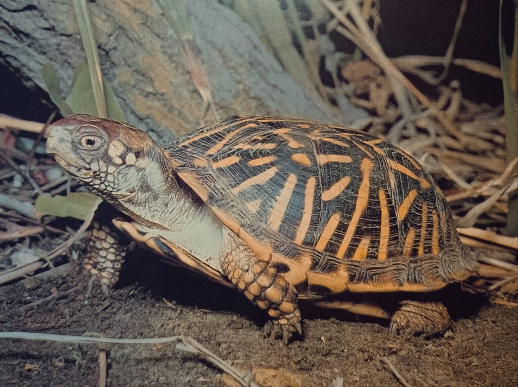 Turtle Classification - Turtle Info