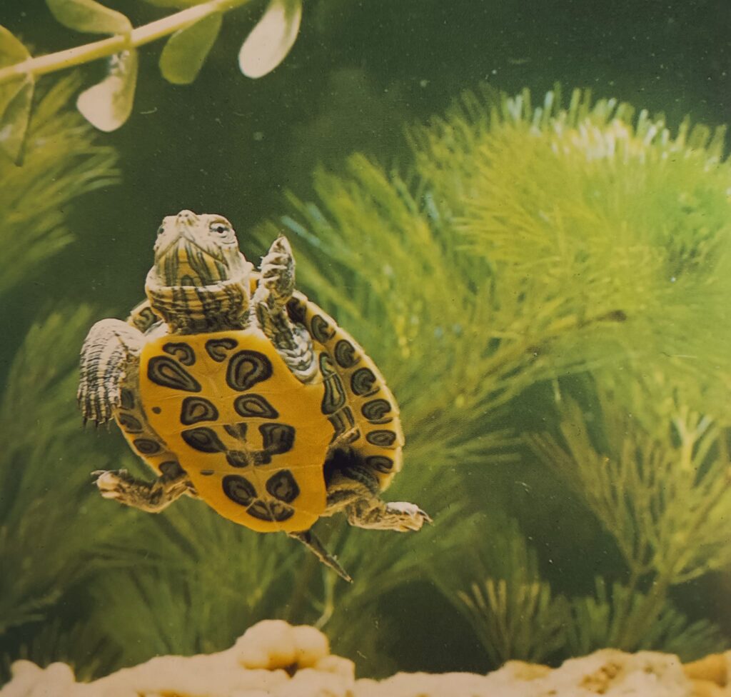 Tortuga nadando en acuario