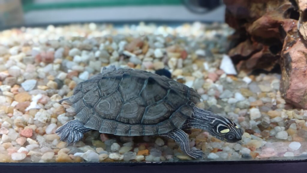 tortuga falsa mapa