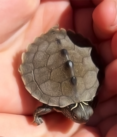 tortuga falsa mapa bebe