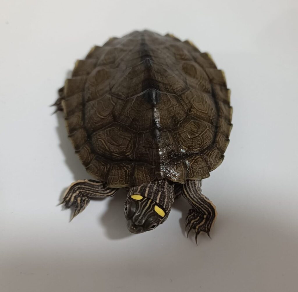 tortuga falsa mapa portada