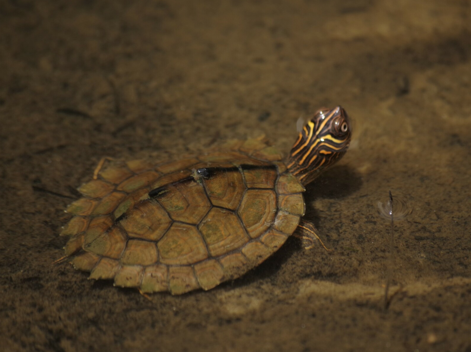 tortuga falsa mapa