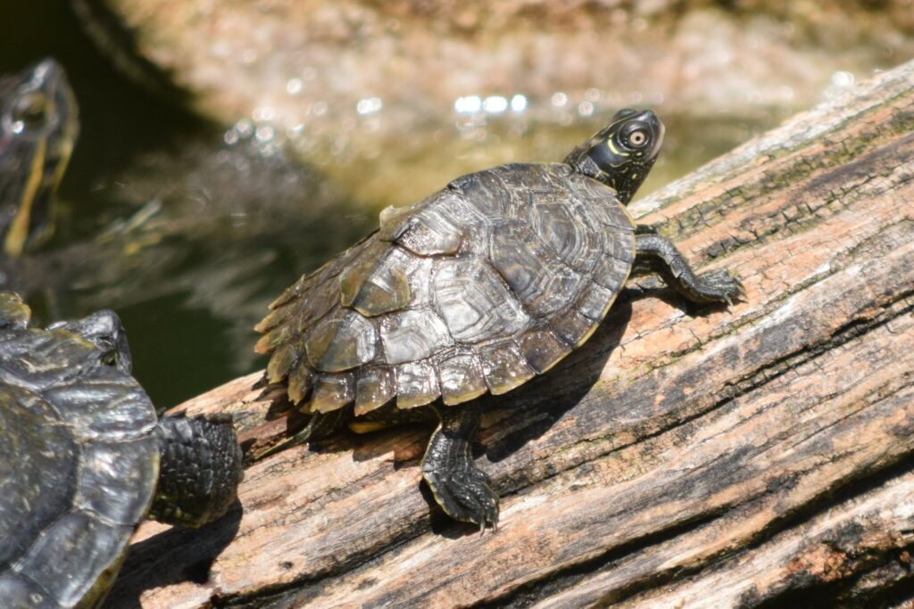 tortuga koni