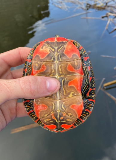 plastron tortuga pintada