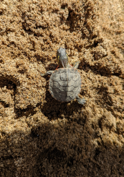 tortuga pintada bebe