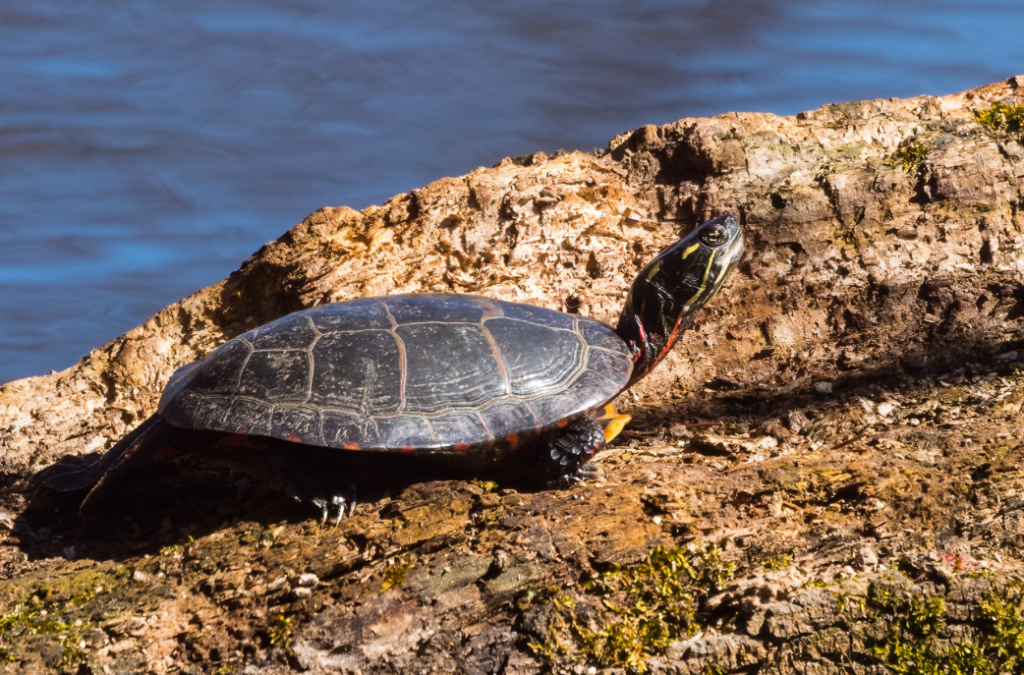tortuga pintada en su medio natural