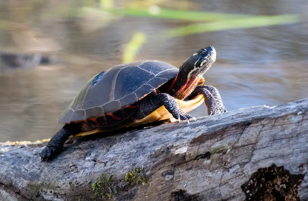 tortuga pintada