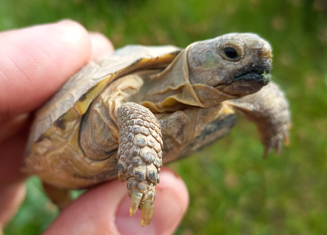 Cria de tortuga rusa