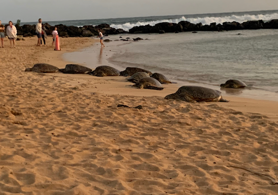 Tortuga verde saliendo a la playa