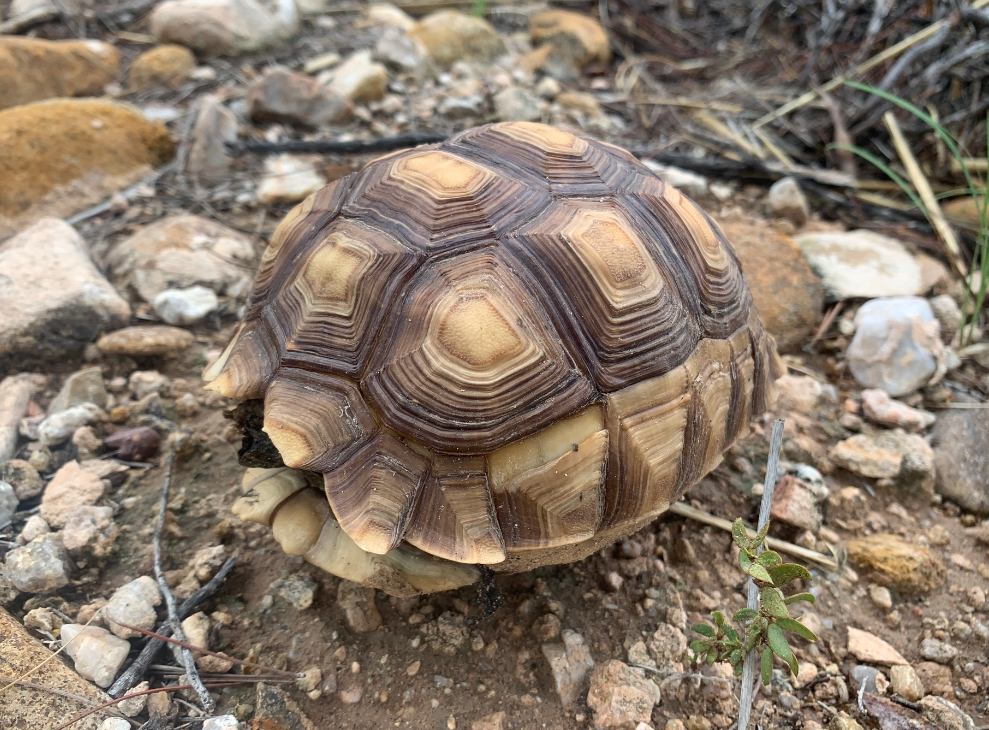caparazon tortuga sulcata