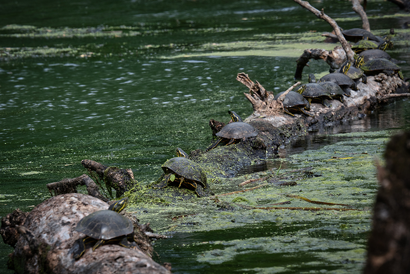 ley bienestar animal