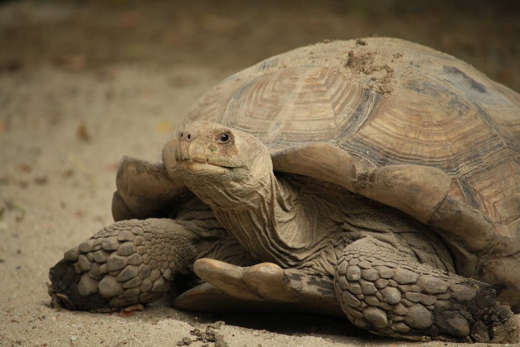 tortuga sulcata