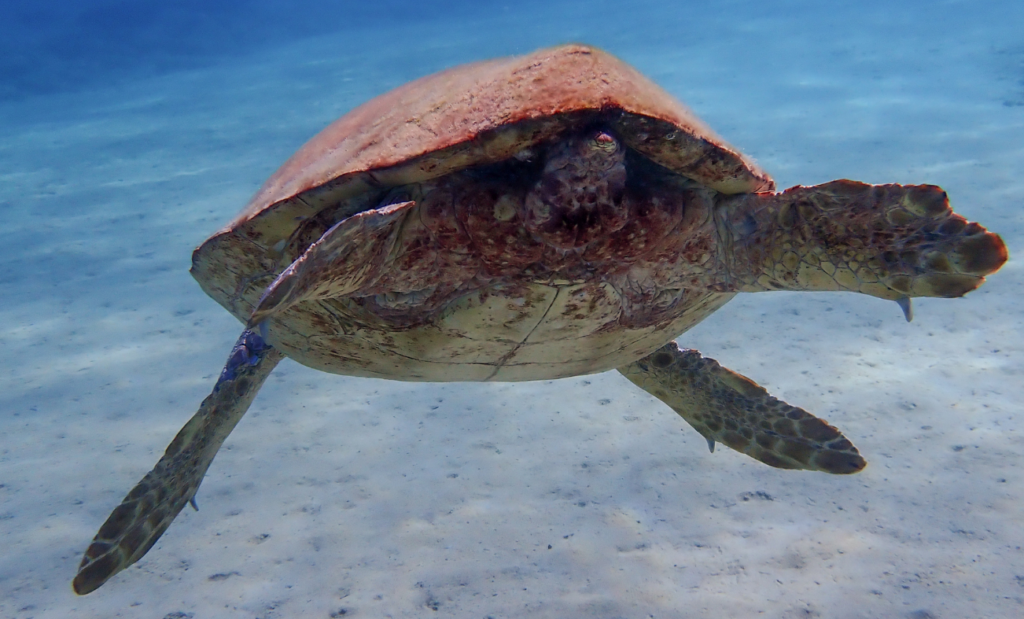 plastrón tortuga boba