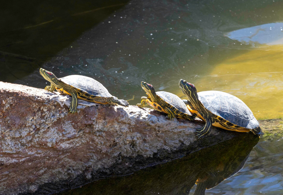 reproduccion de las tortugas orejas rojas
