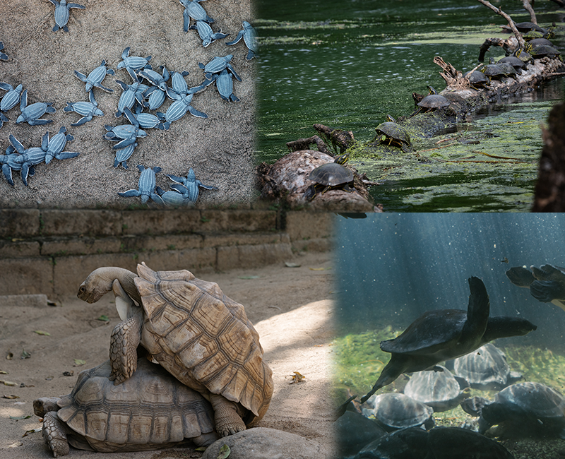 tipos de tortugas