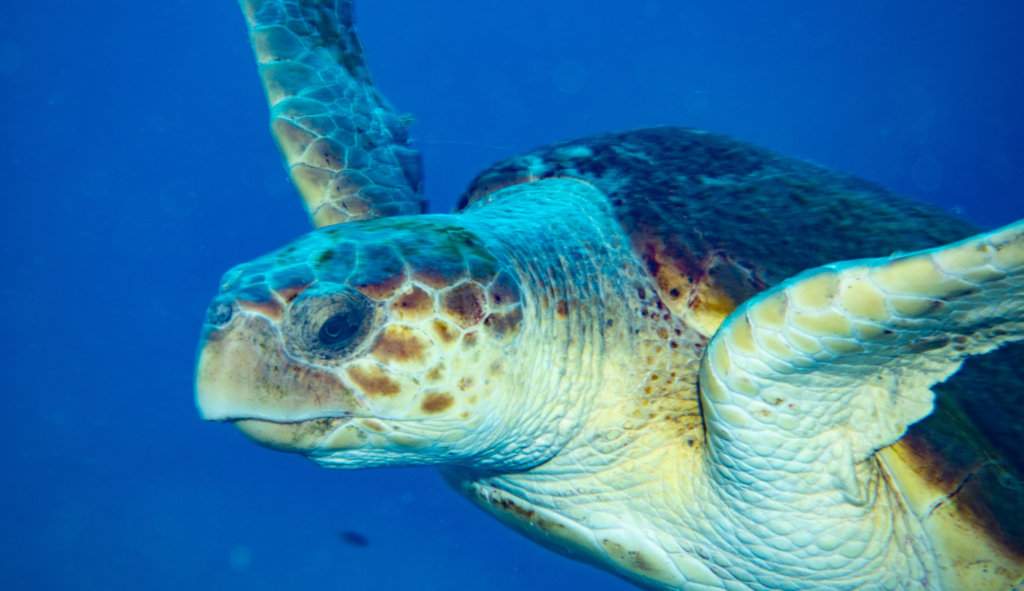 tortuga boba localizada en tenerife