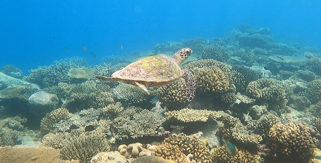 tortuga carey en el oceano