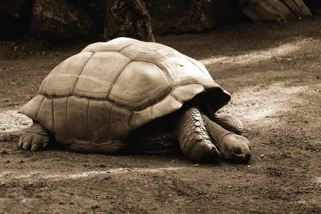 tortuga de las islas de los galapagos