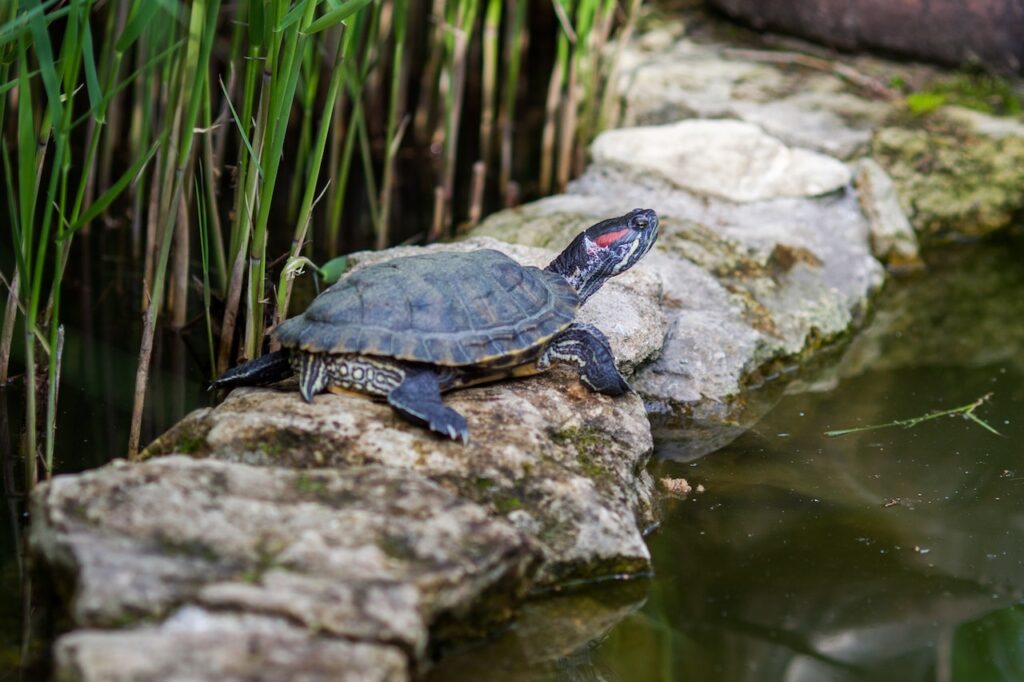 tortuga de orejas rojas