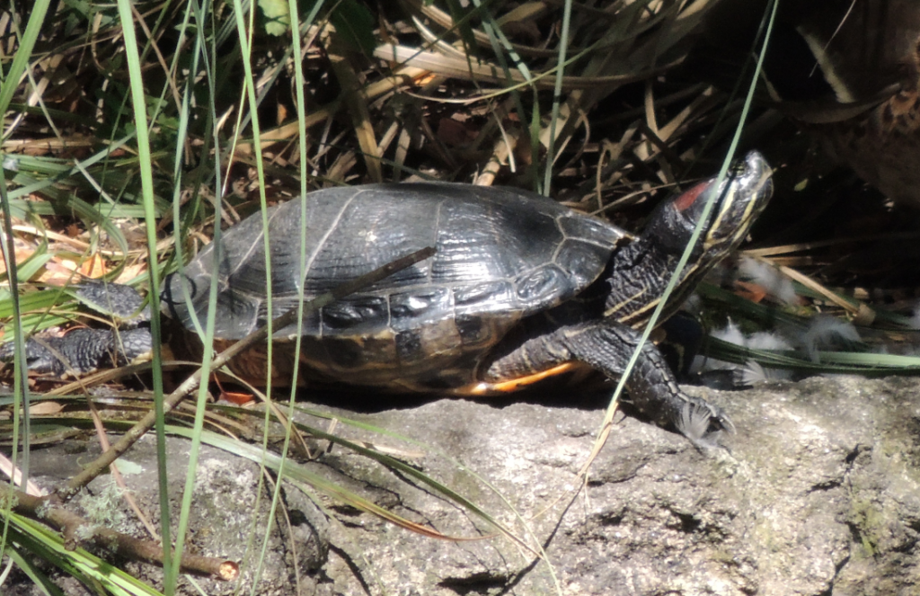 tortuga de orejas rojas habitat