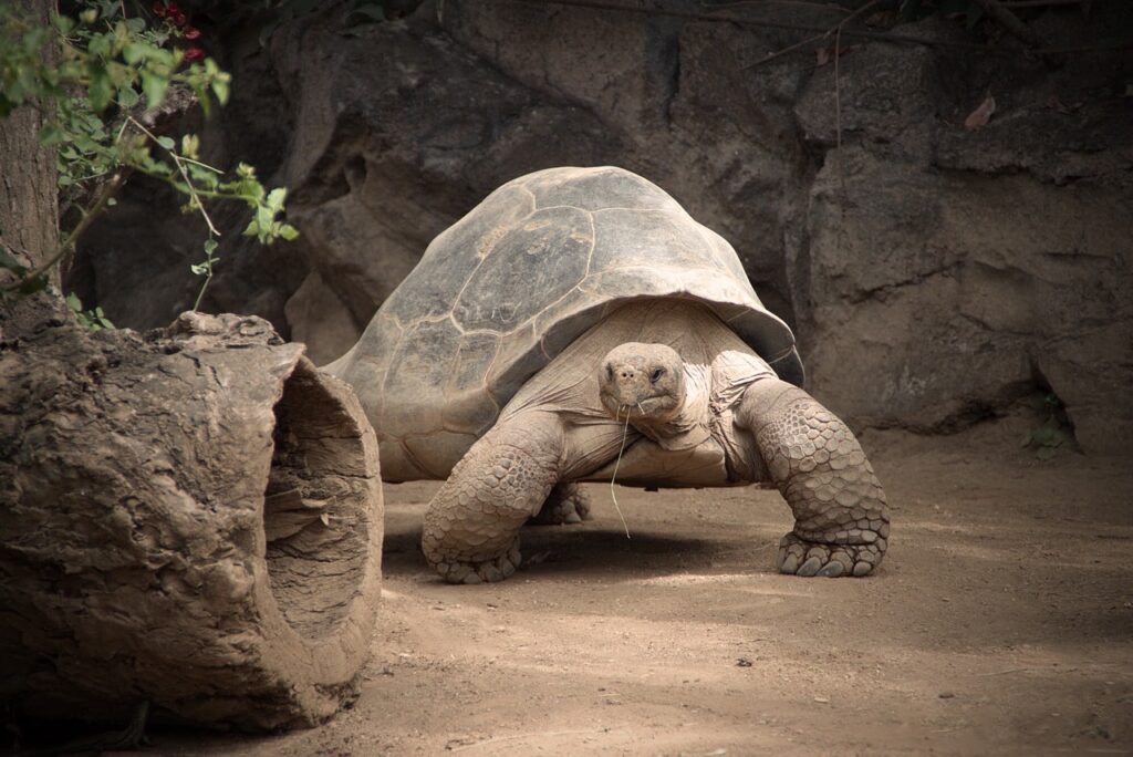 tortuga de tierra