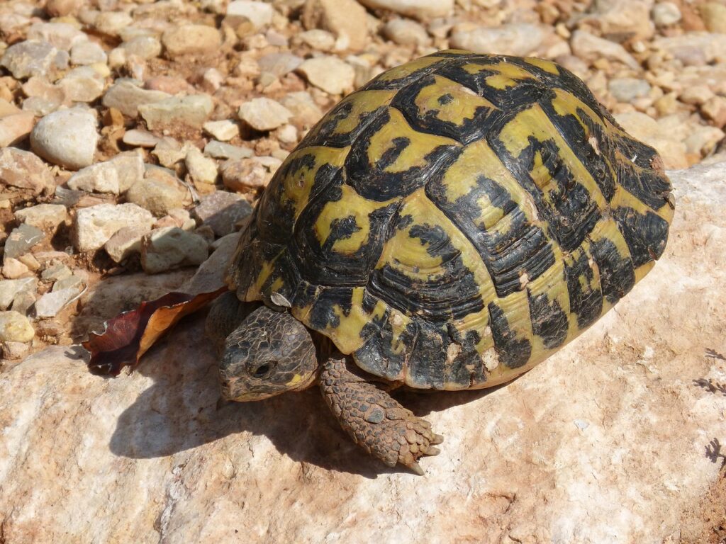tortuga mediterranea