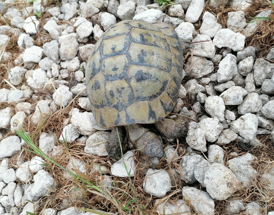 tortuga mediterranea