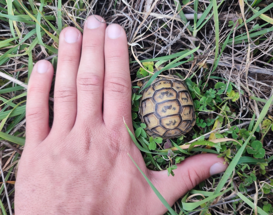 tortuga mora bebe