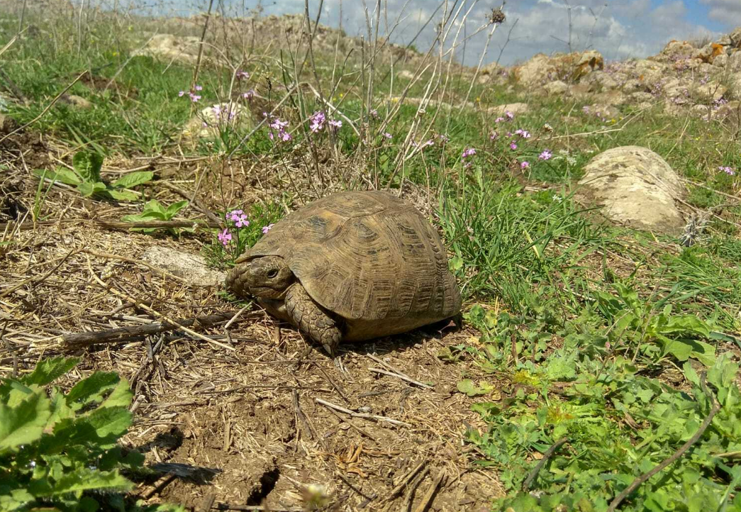 tortuga mora en su habitat