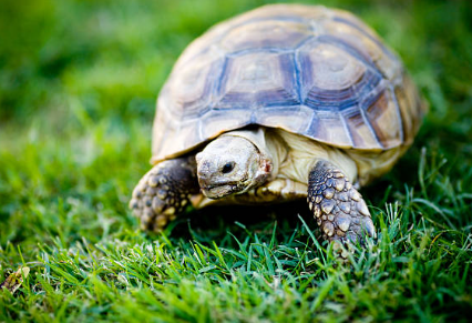 tortuga mora sobre la hierba