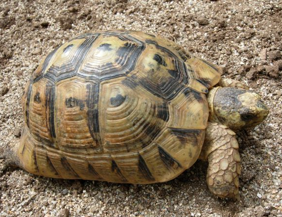 tortuga mora