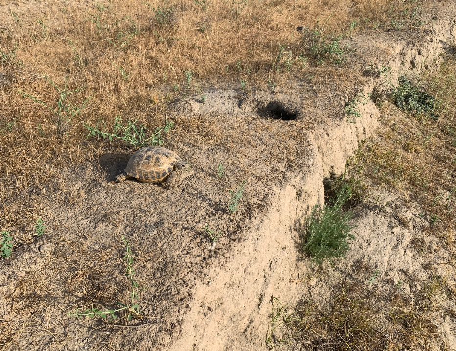 Tortuga rusa 
