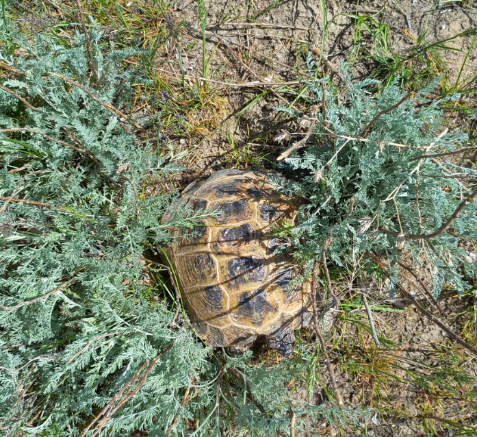 Tortuga rusa localizada en Kazajistán
