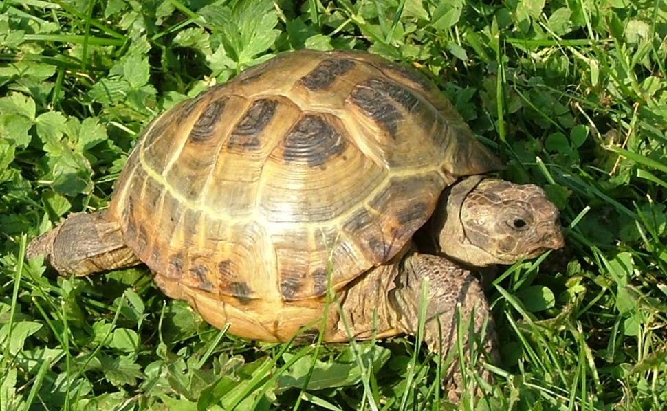 tortuga rusa
