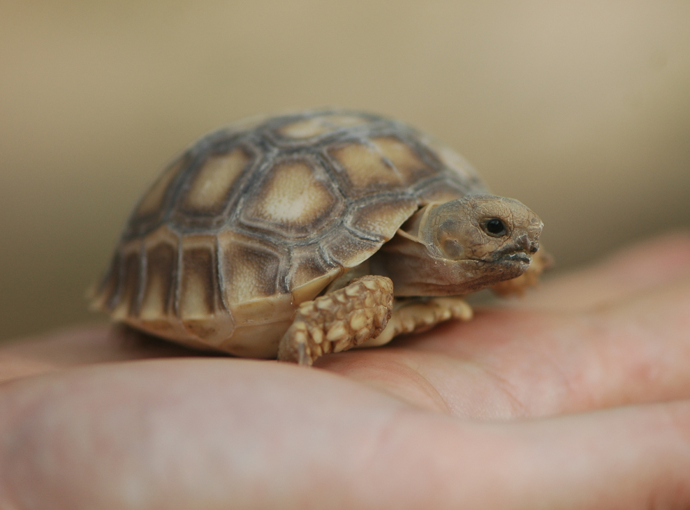 tortuga sulcata bebe