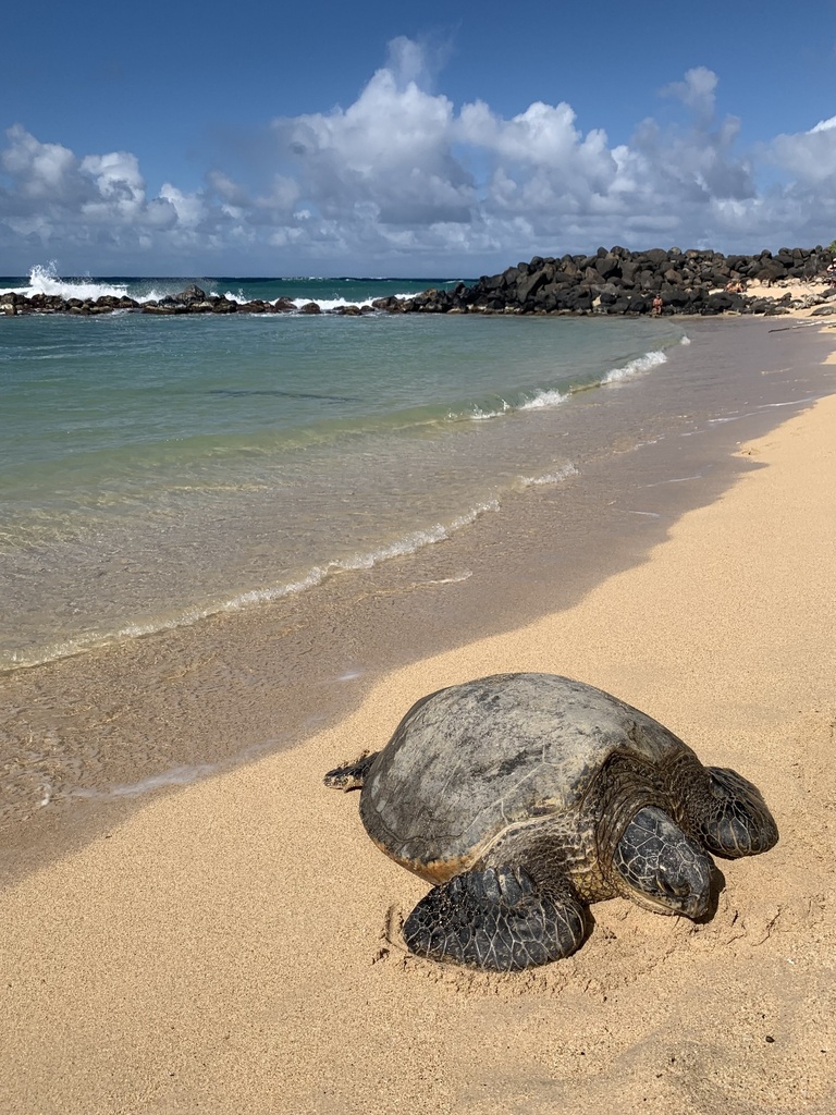 tortuga verde en la playa