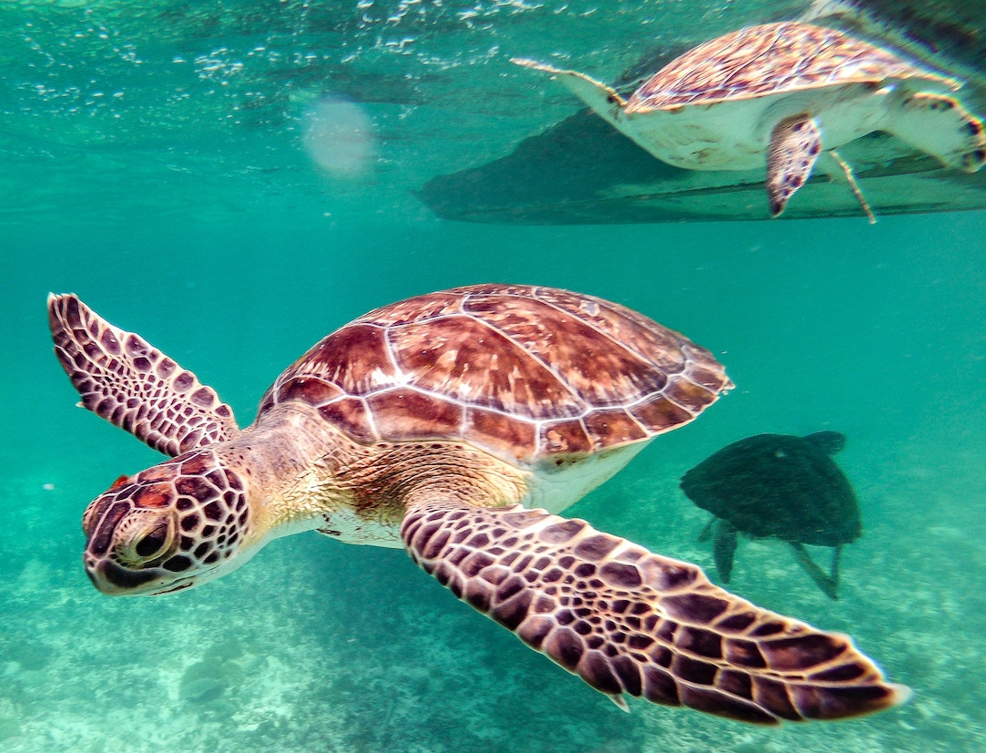 tortugas marinas