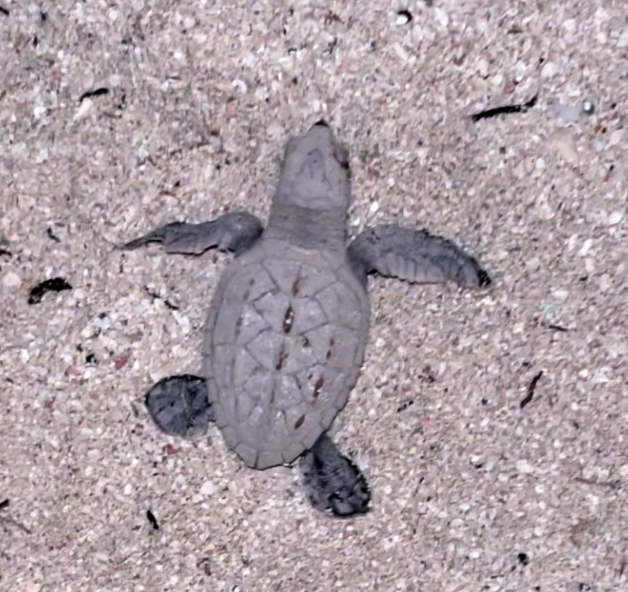 Bebé de tortuga carey