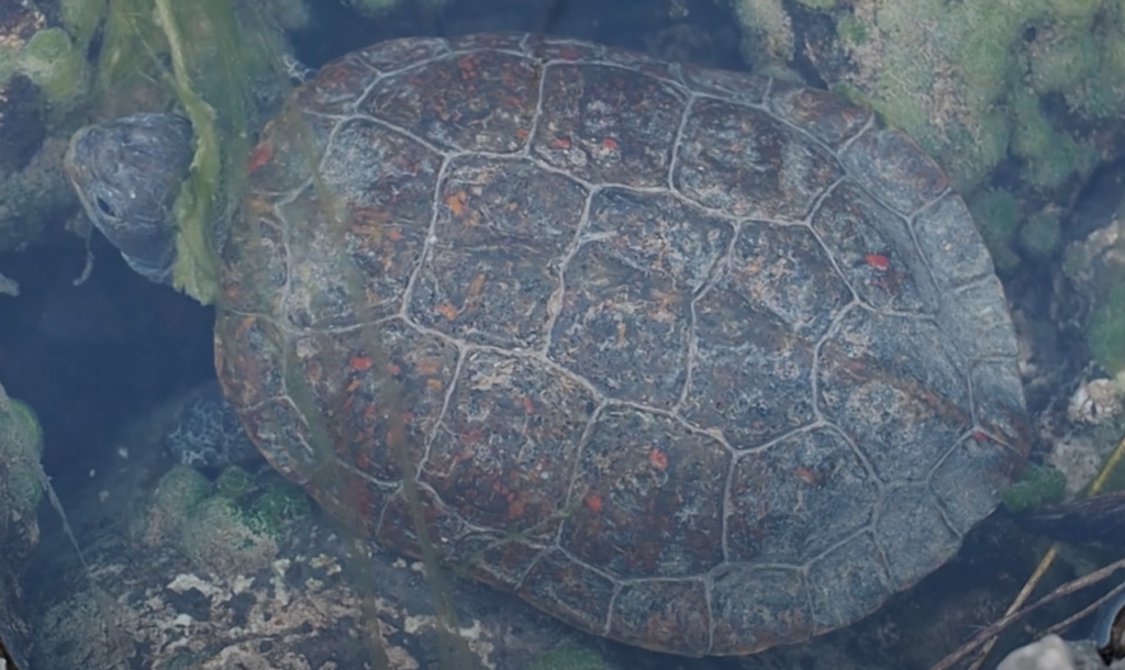 Galapago leproso en el agua
