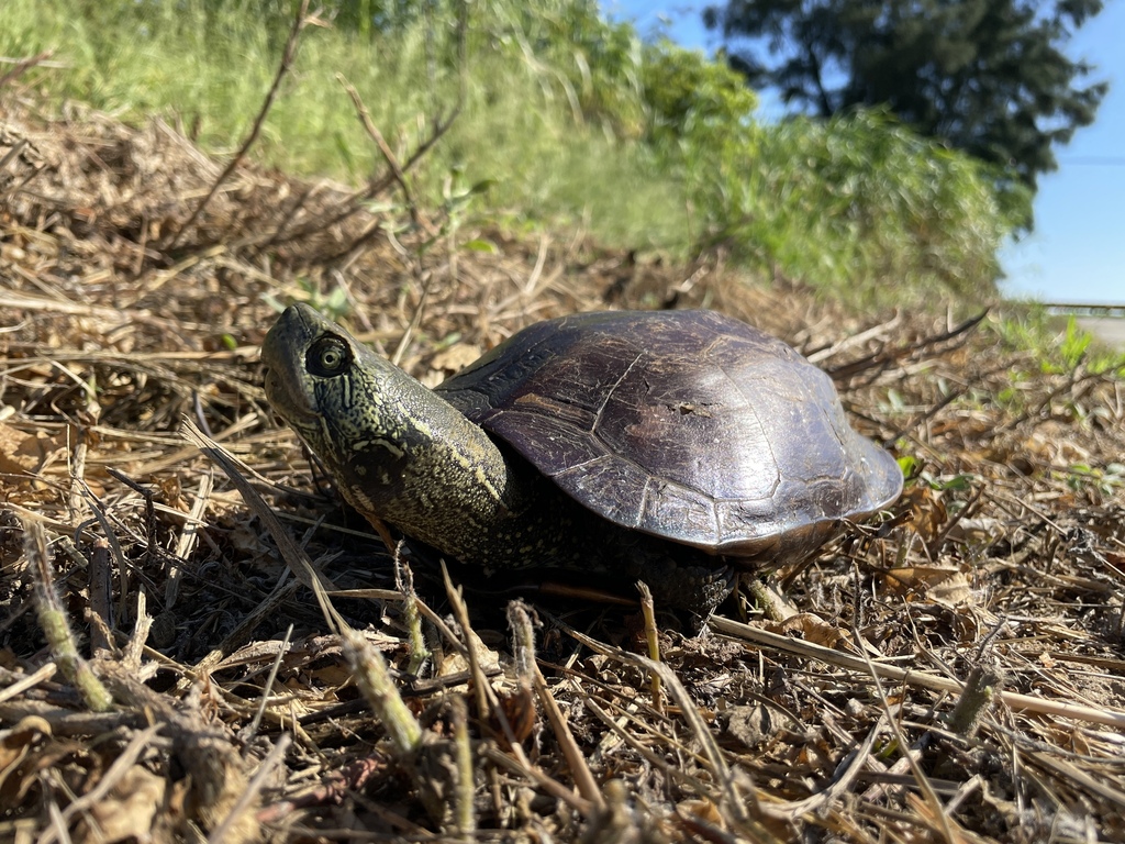 Mauremys reevesii
