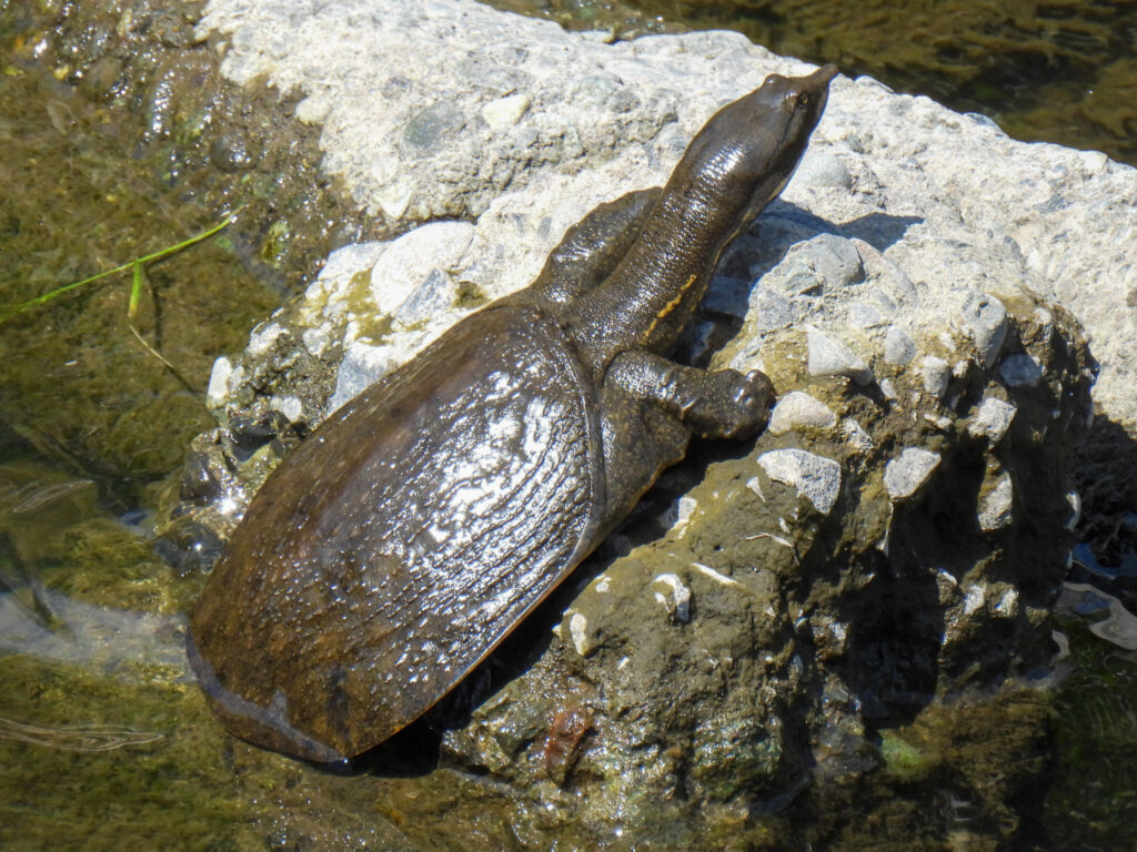 Pelodiscus sinensis
