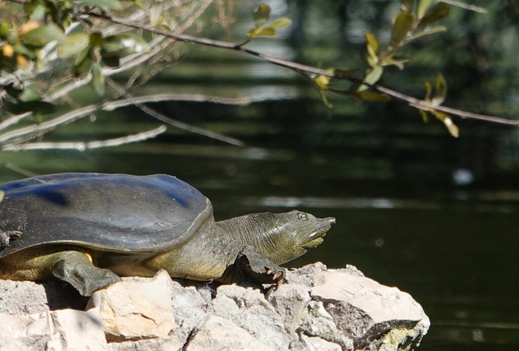 Pelodiscus sinensis naturaleza