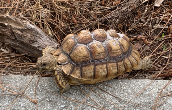 Tortuga africana de espolones con piramidismo