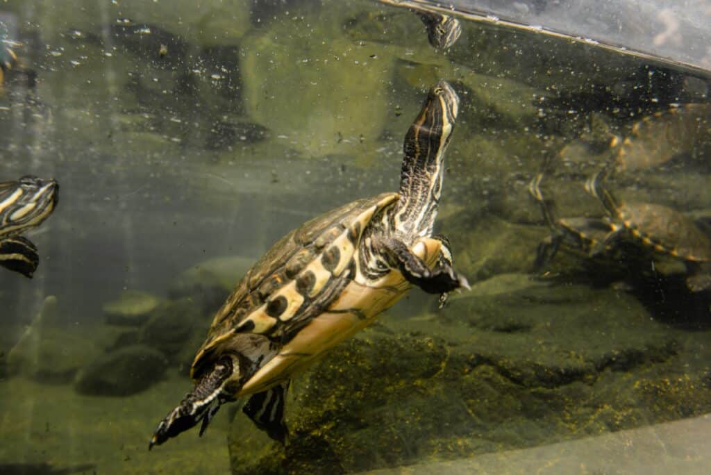 acuario tortugas