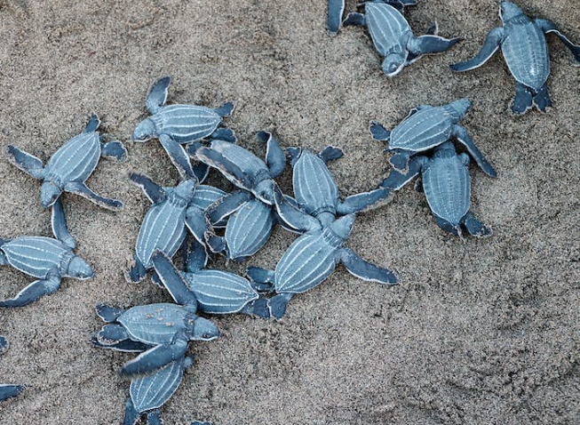 anidación de las tortugas laud